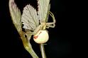 Misumena_vatia_D5202_Z_91_Les Gris_Frankrijk